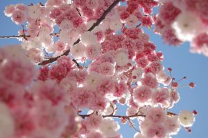 Spring Has Sprung