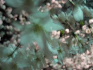 Night Blossoms