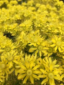 Yellow Fever