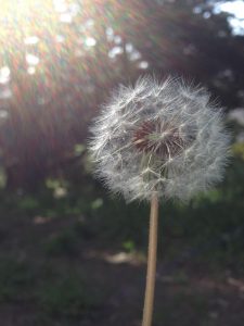 Wish